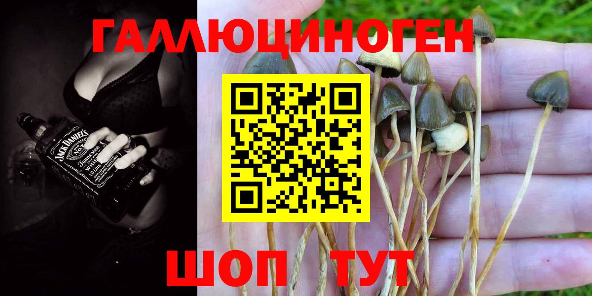Вышний Волочёк  Галлюциногенные грибы Psilocybine cubensis  Вход с VPN 